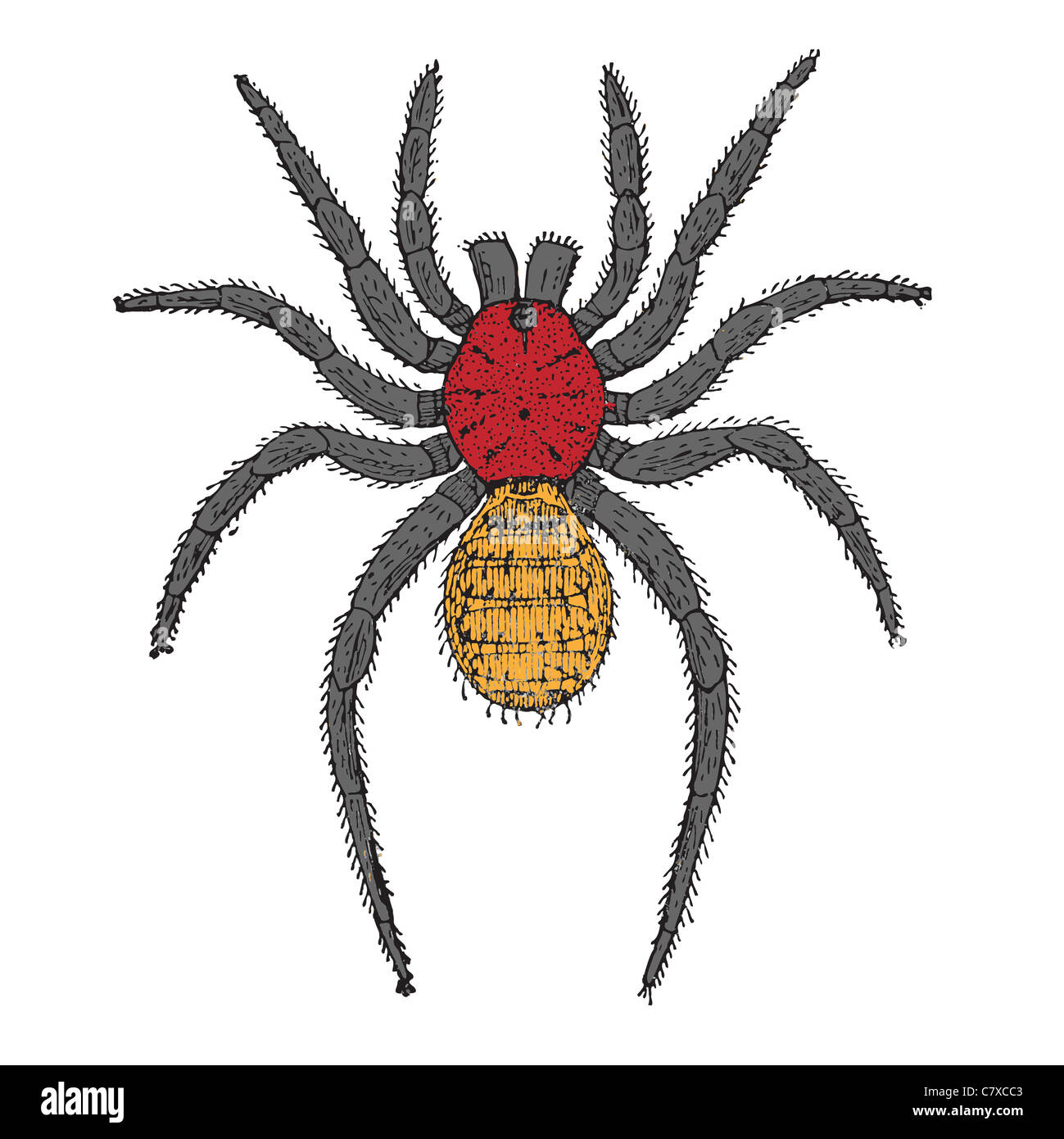 spider cartoon, abstract vector art illustration Stock Photo