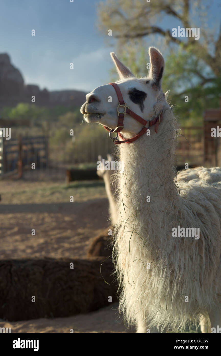 Llama, Utah, USA Stock Photo