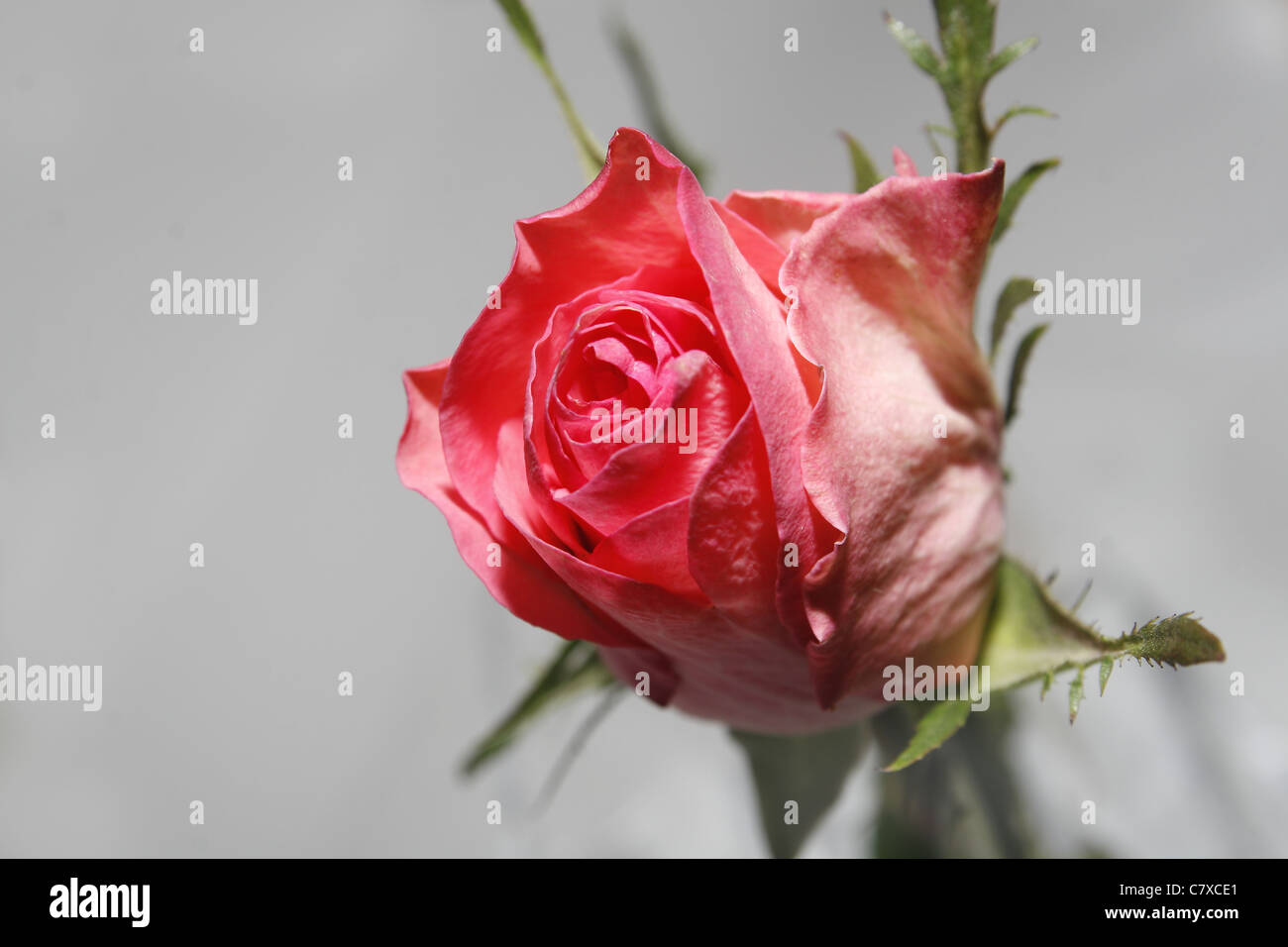 image of single rose in vase of water Stock Photo