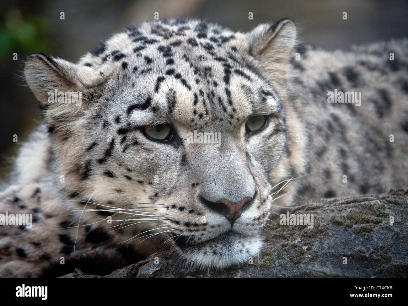 Male Snow Leopard On Rock Stock Photo Alamy Male Snow Leopard On Rock Stock Photo Alamy