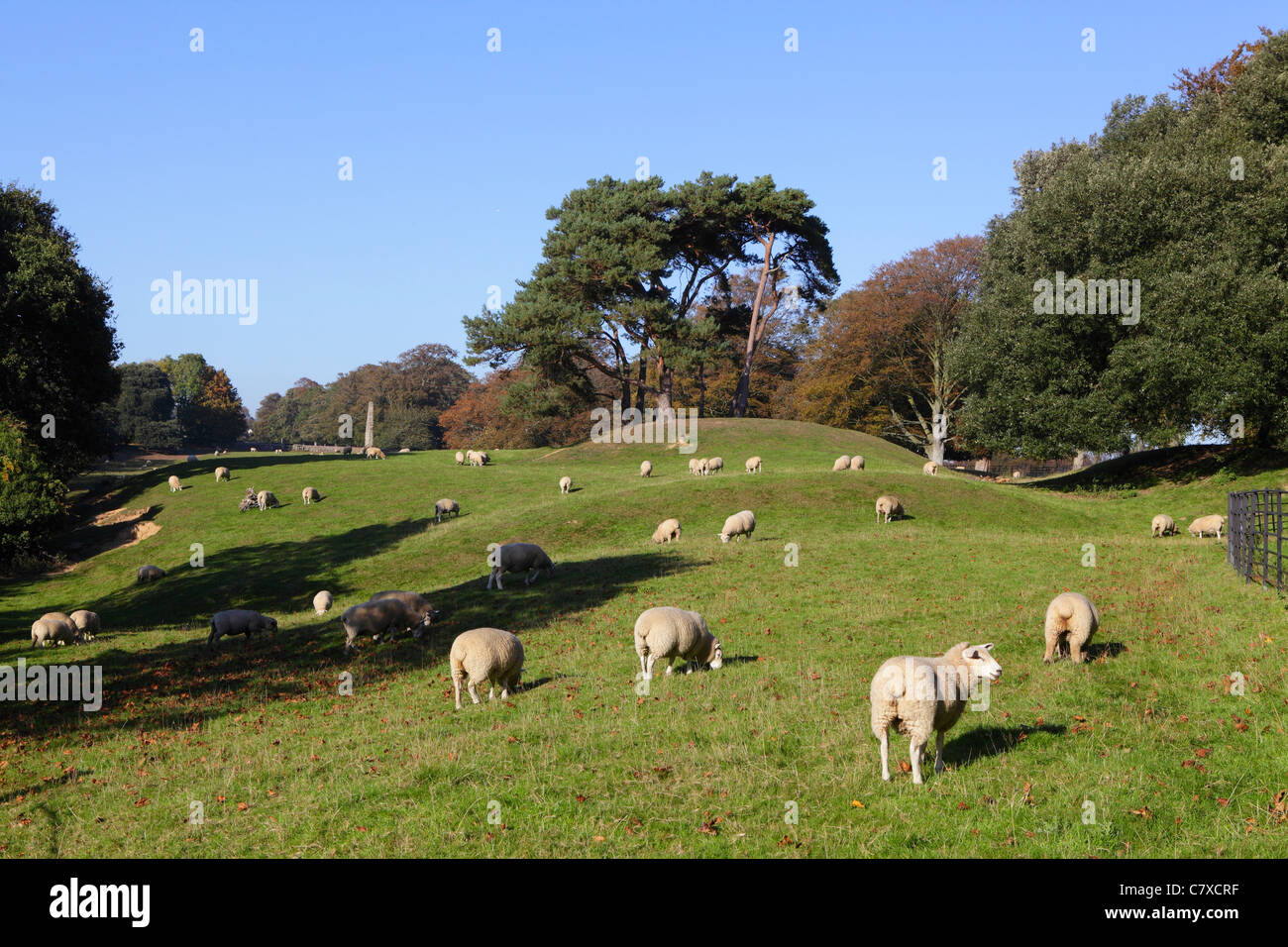 Pastoral scene of sheep grazing in English countryside, Winchelsea, East Sussex, England, UK, GB Stock Photo