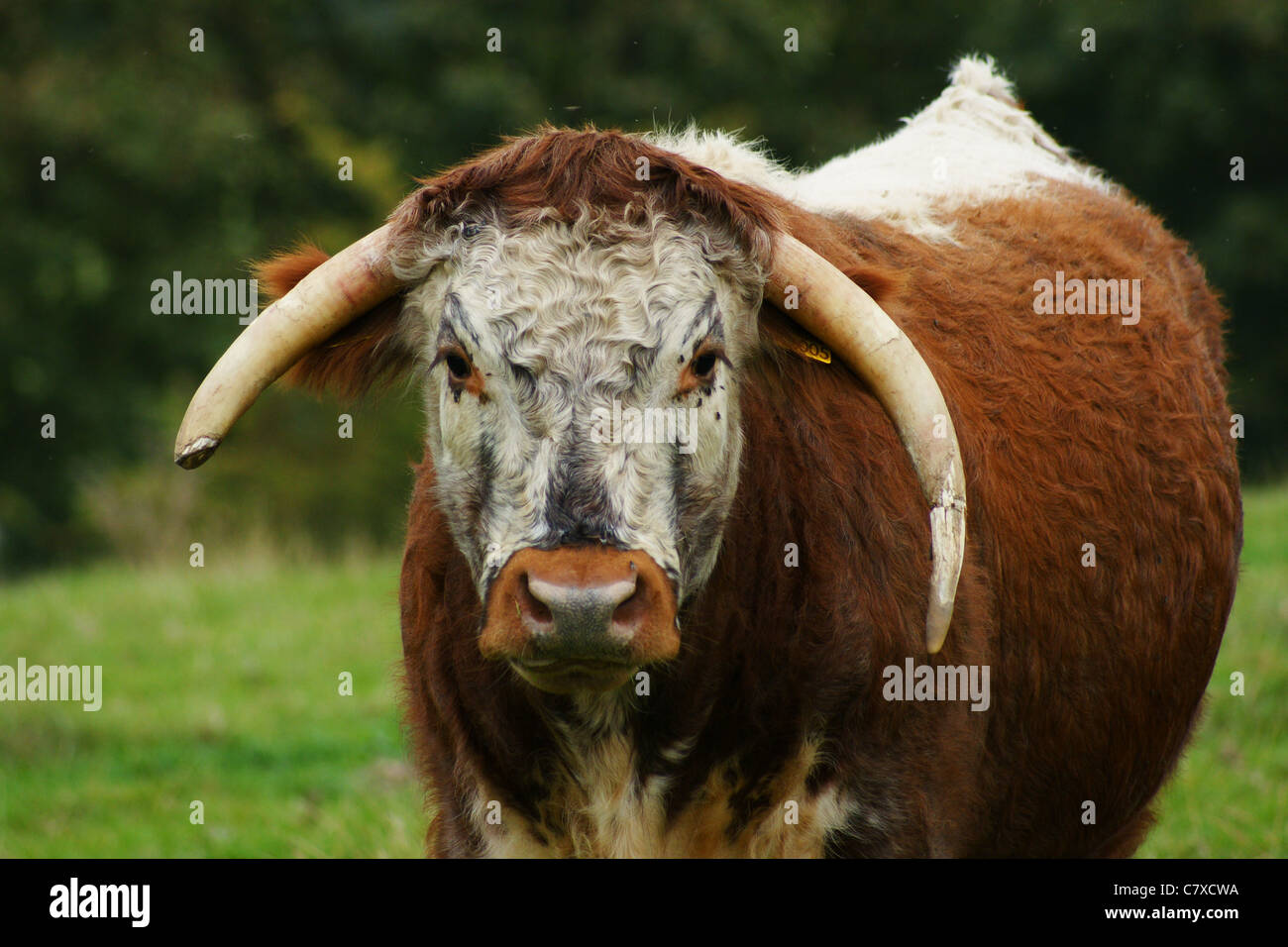 Old english longhorns uk hires stock photography and images Alamy