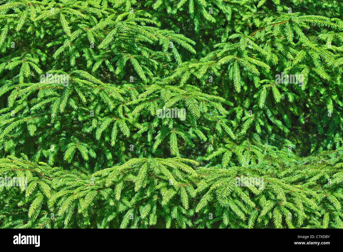 Spruce tree branch hi-res stock photography and images - Alamy