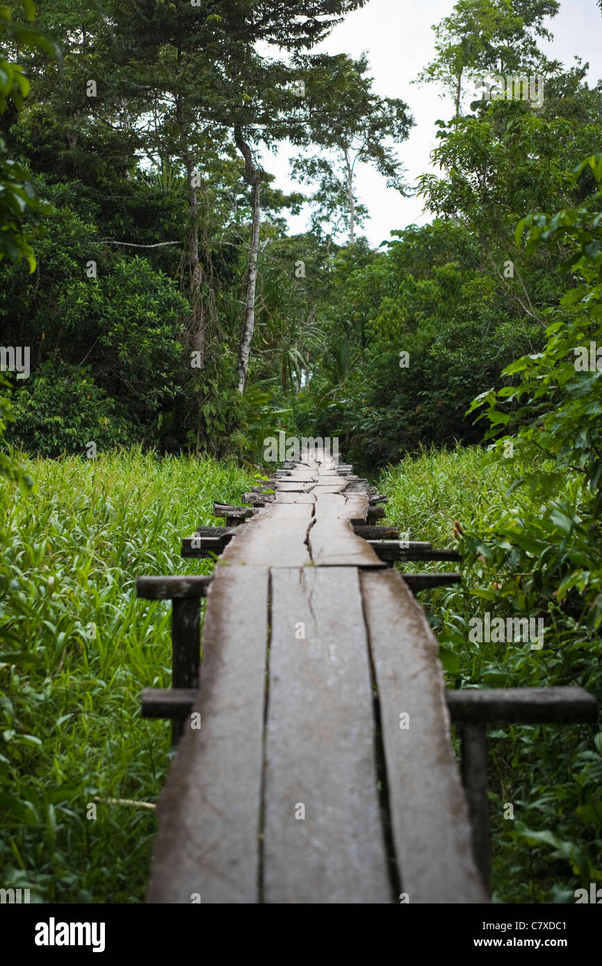 Wooden footbridge in the jungle Coca Ecuador Stock Photo
