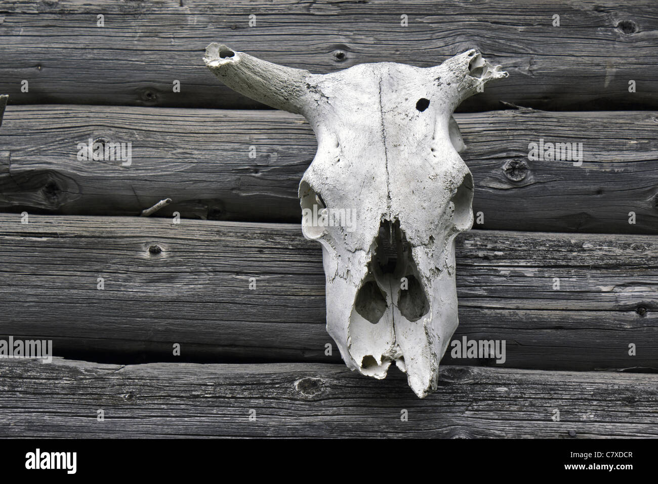 aged cow skull on wall Stock Photo