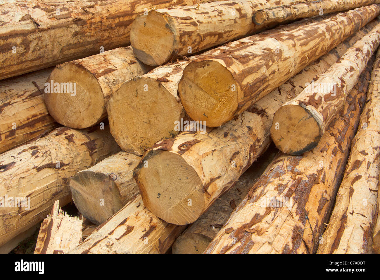 debarked logs Stock Photo