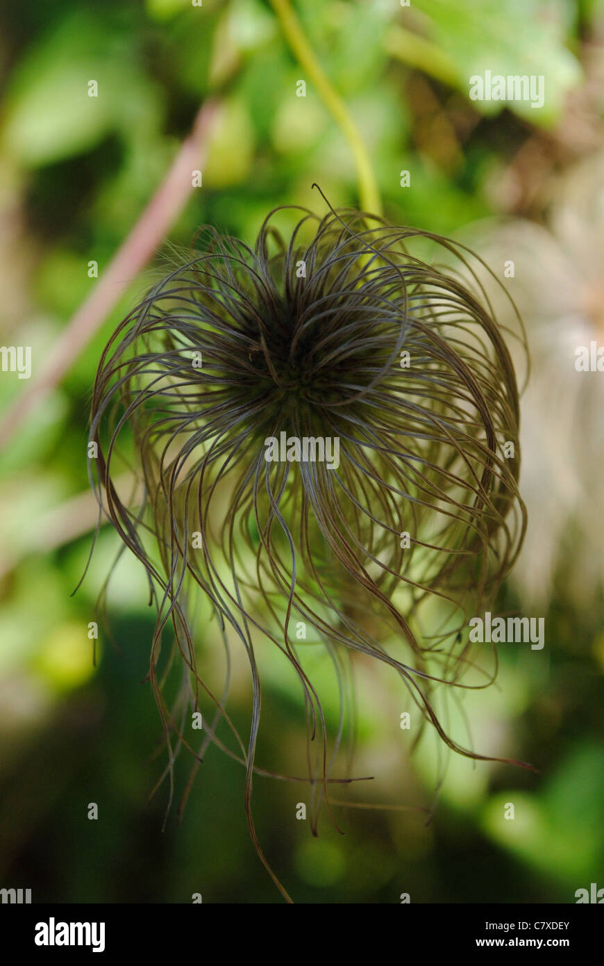 Clematis Seed Head Stock Photo
