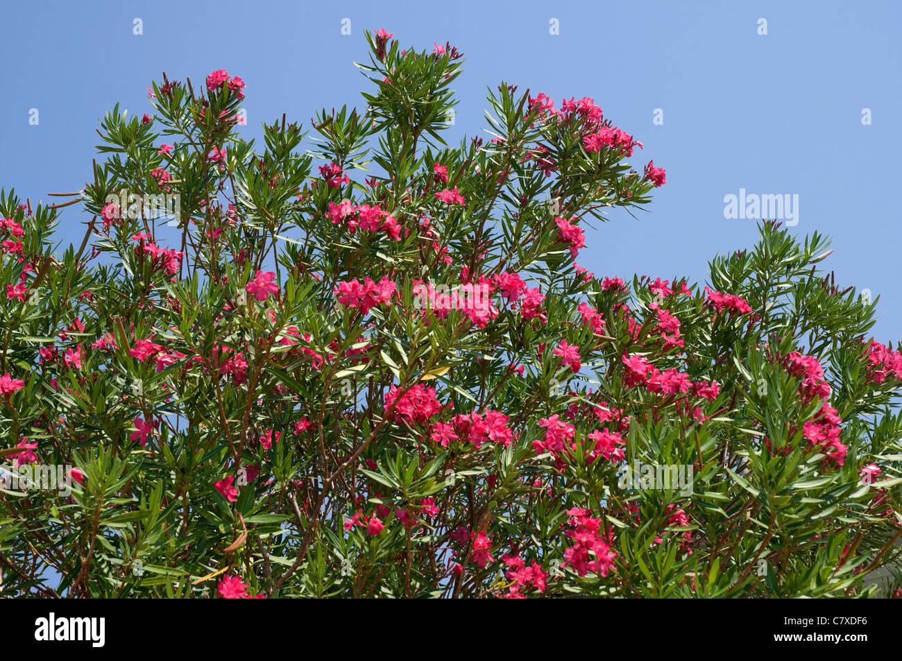 Horseshoe Beach Florida Nerium oleander plant in bloom. Stock Photo