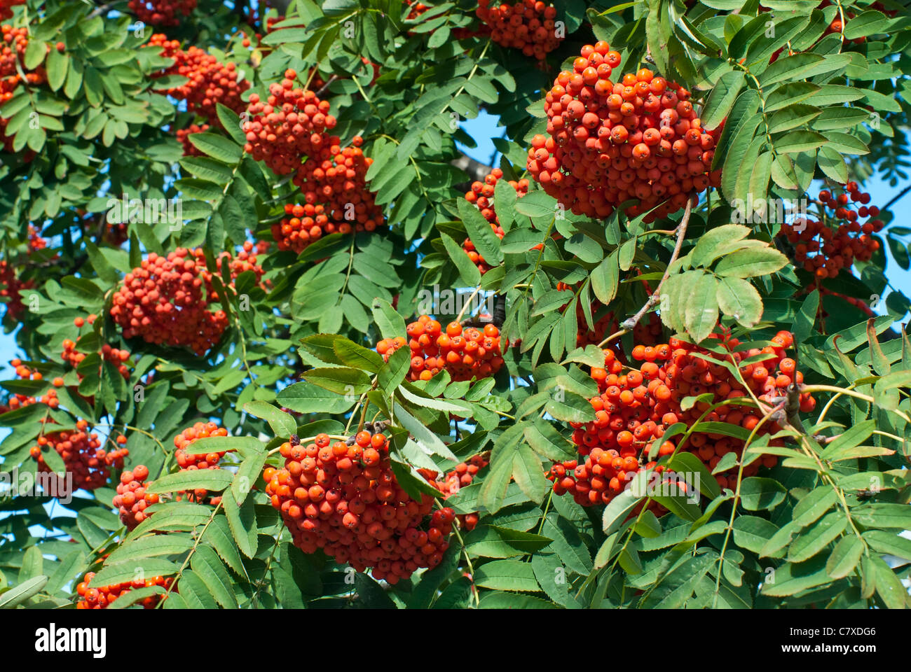 Ripe rowan berries on tree Stock Photo