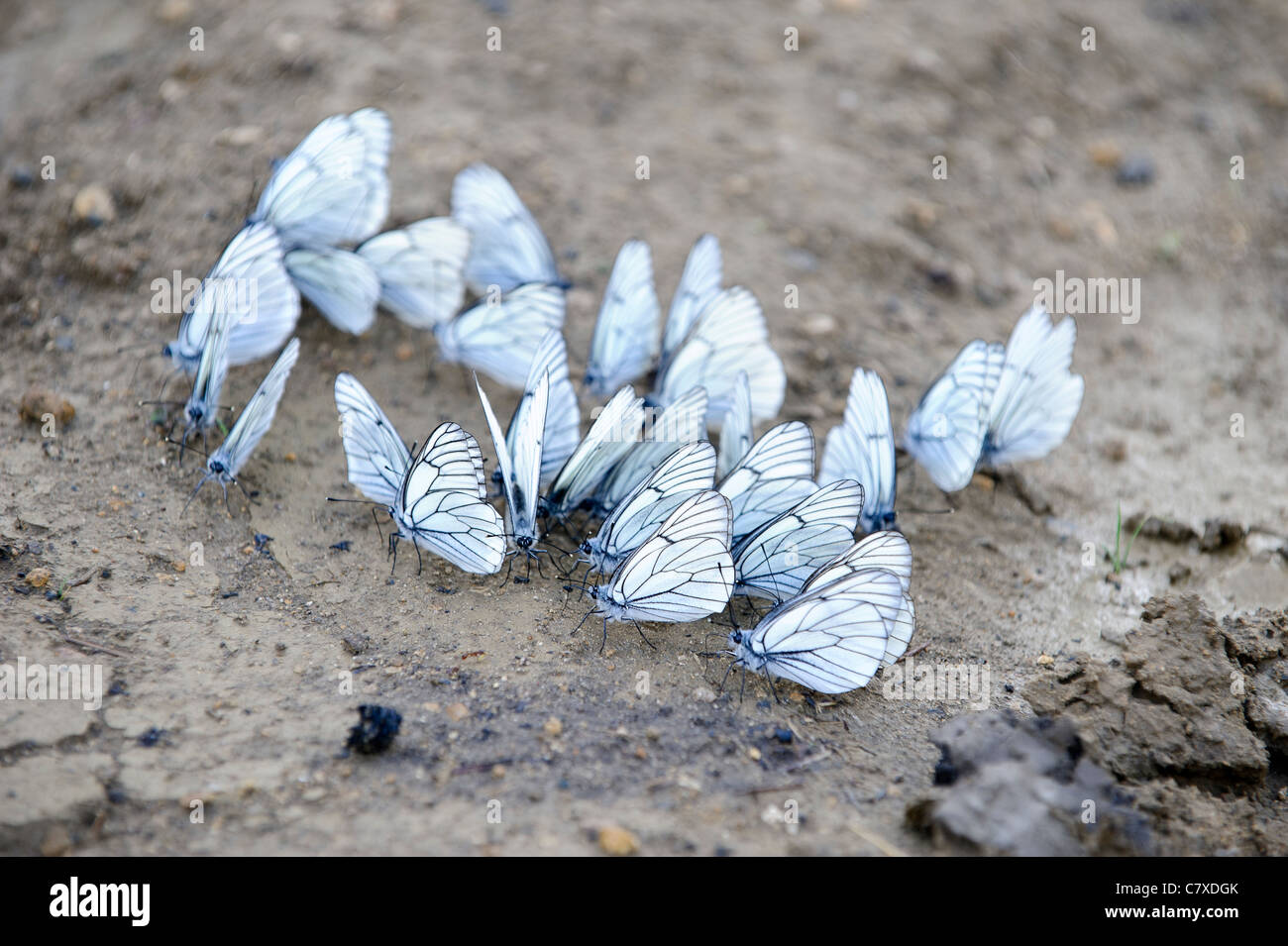 Group of butterflies sits on ground Stock Photo