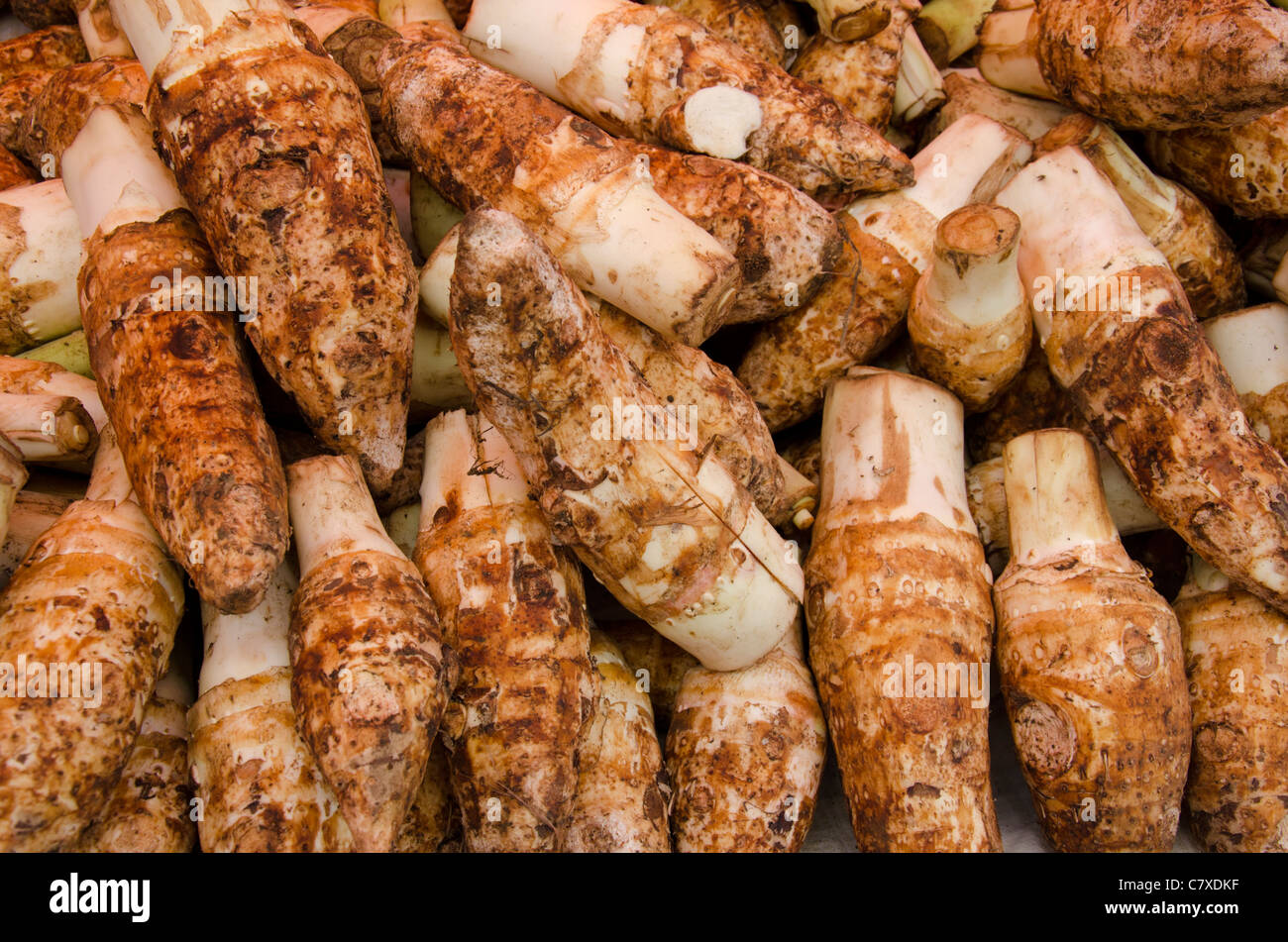 Kolokas, or colocasia, an edible  root vegetable widely used from Cyprus to the Middle east and Asia Stock Photo