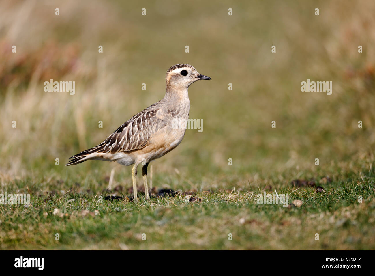 Dotterel, Charadrius morinellus, single juvenile on grass, Great Orme, Conway, Wales, September 2011 Stock Photo