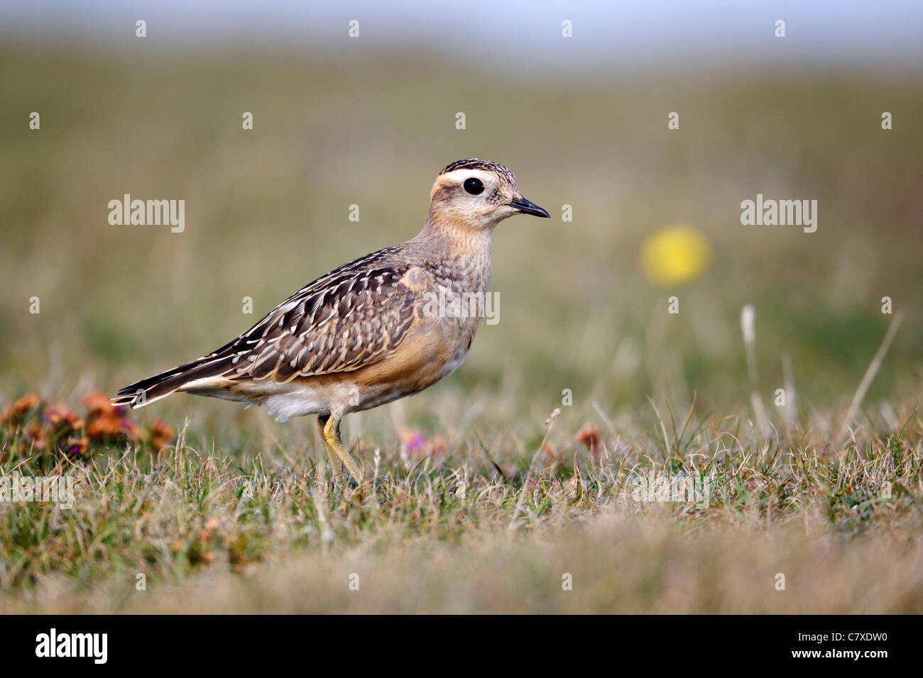Dotterel, Charadrius morinellus, single juvenile on grass, Great Orme, Conway, Wales, September 2011 Stock Photo
