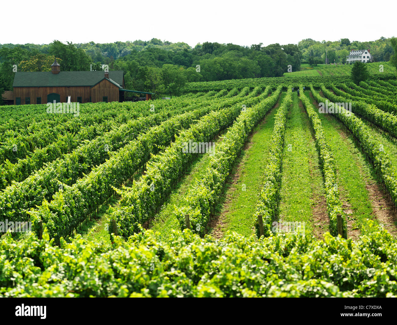 Canada,Ontario, vineyards in the Niagara Region Stock Photo