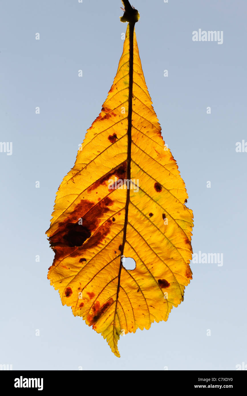 Horse Chestnut, Aesculus hippocastanum, yellow leaf in Autumn, September 2011 Stock Photo