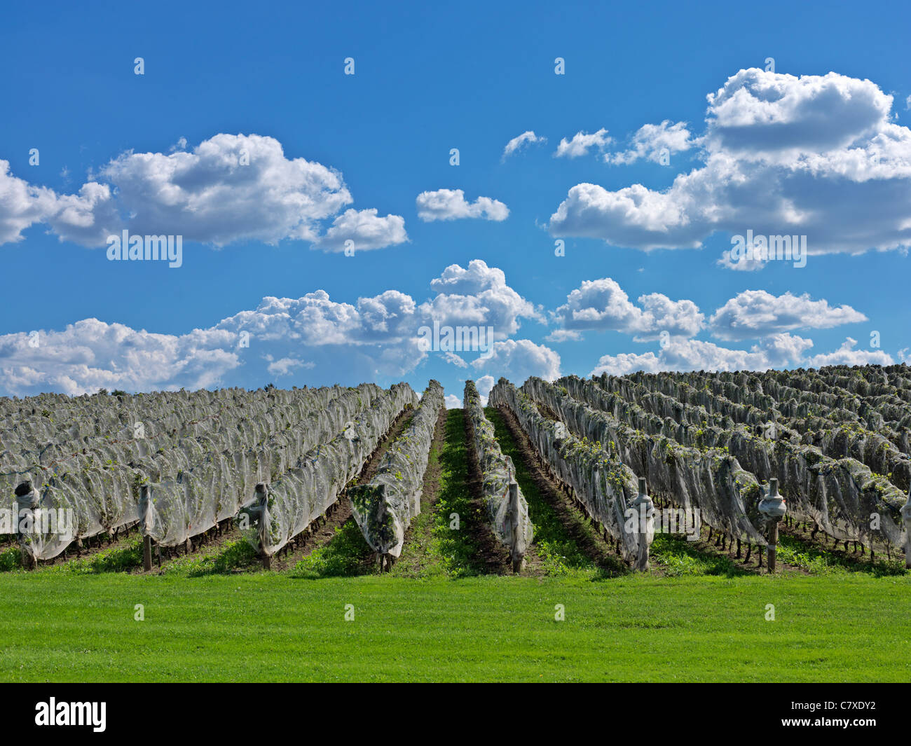 Canada,Ontario,Beamsville,rows of grapevines Stock Photo