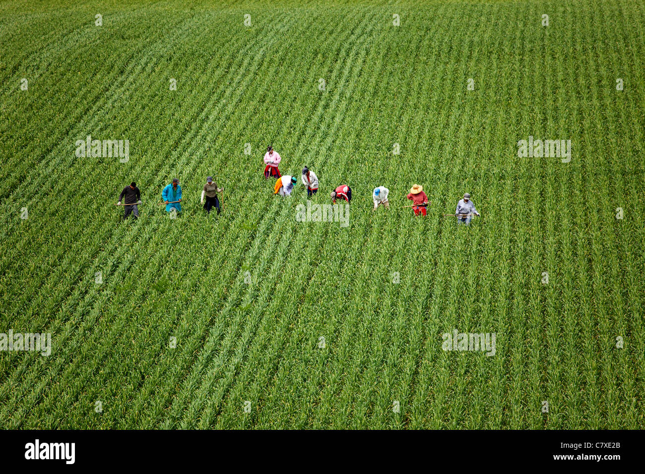 Farm laborers Andalusia Spain Jornaleros en una explotación agrícola Andalucía España Stock Photo