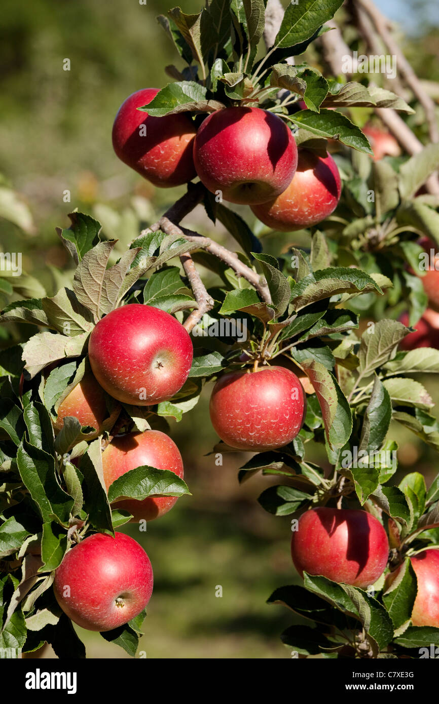 Ontario fruit hires stock photography and images Alamy