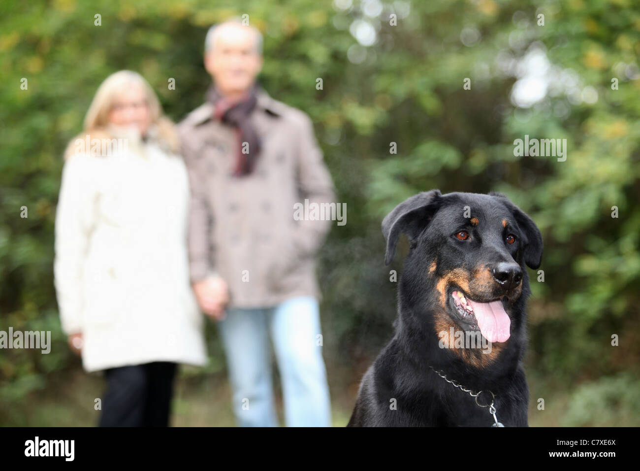 Senior couple walking dog old man woman park hi-res stock photography ...