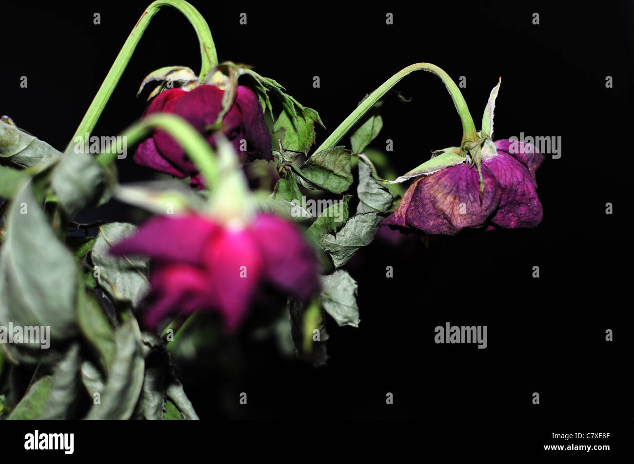 Three withered red roses on a black background Stock Photo - Alamy