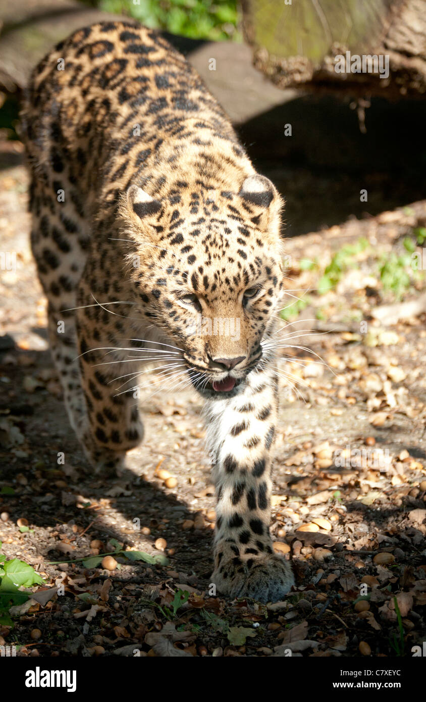 Amur leopard walking camera hi-res stock photography and images - Alamy
