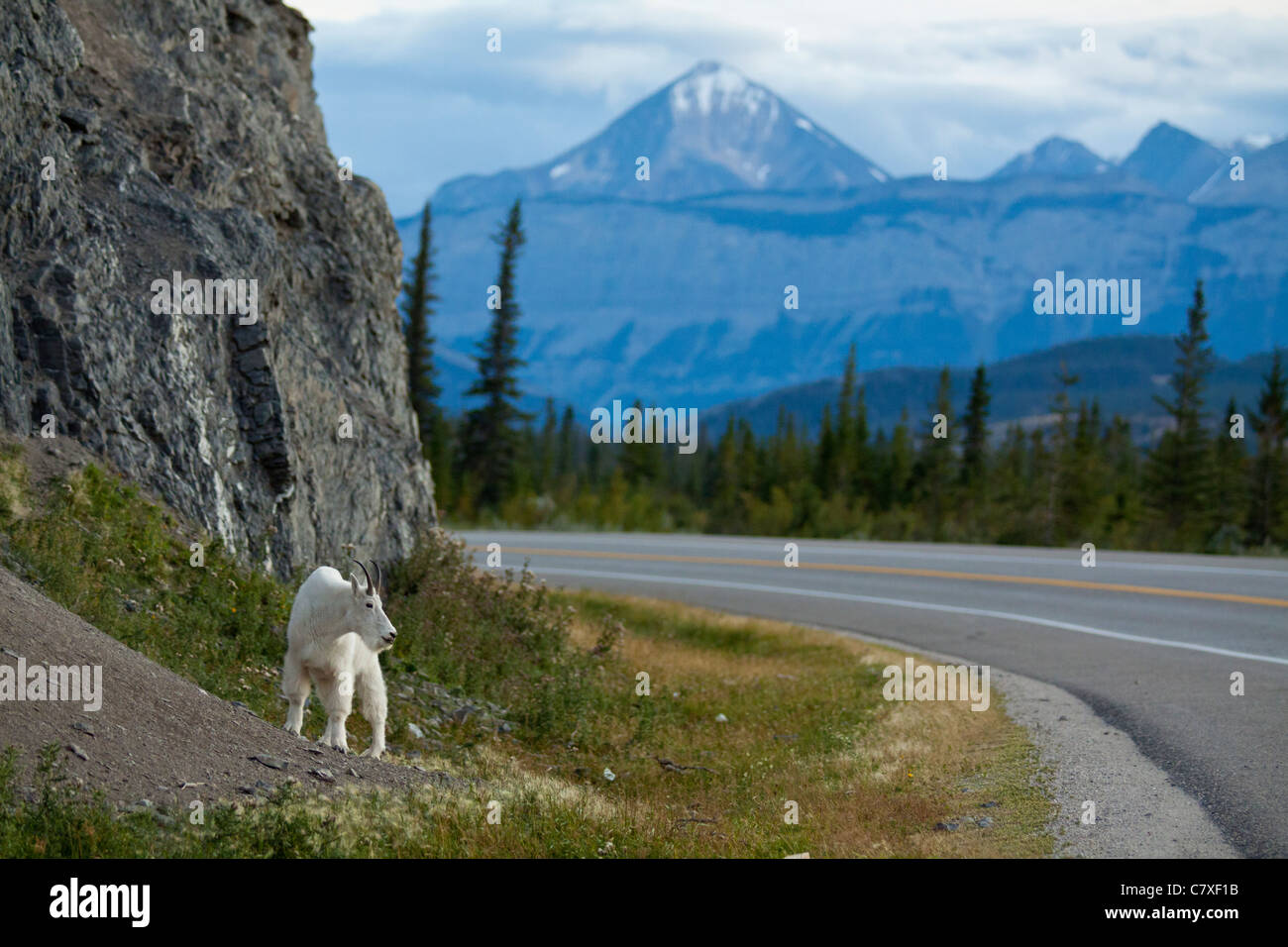 Mountain goat at salt lick at edge of Highway 16-Jasper National Park, Alberta, Canada. Stock Photo