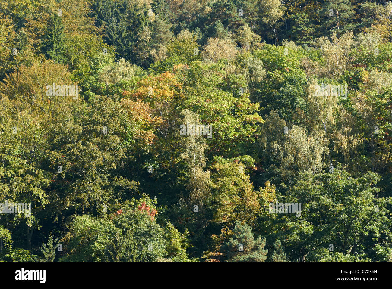 Tree falling in progress hi-res stock photography and images - Alamy