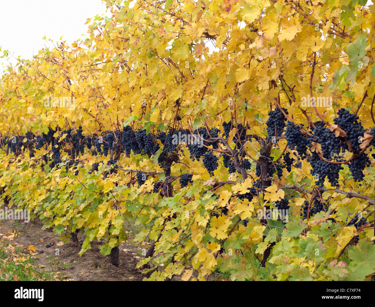 Canada,Ontario,Niagara-on-the-Lake, grapes on the vine ready for harvest in the autumn Stock Photo