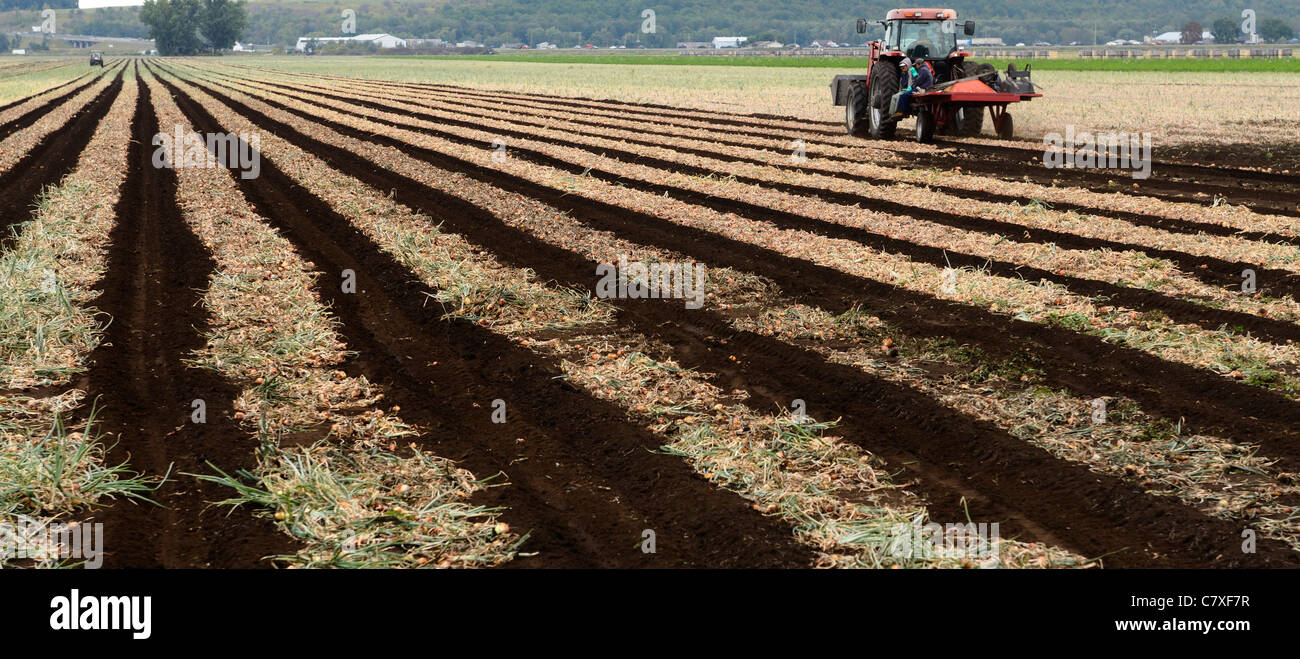 Mexican farm workers hires stock photography and images Alamy