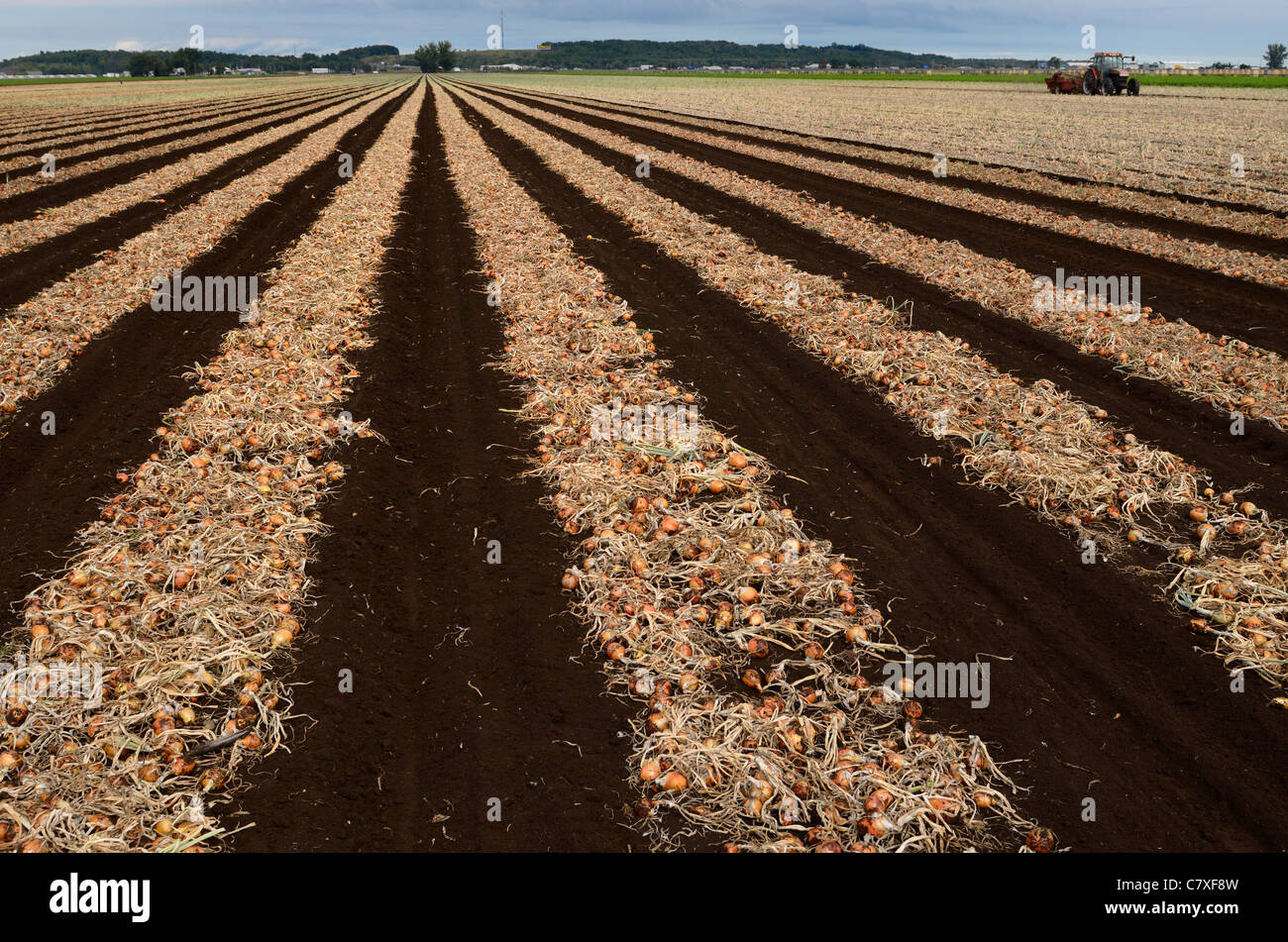 Rows of mature onions freshly pulled from the ground drying at a Holland Marsh farm agriculture food production Ontario Canada Stock Photo