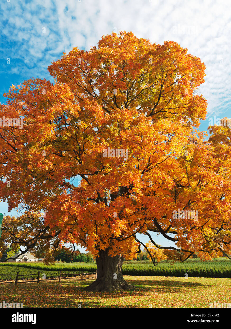 Maple tree hires stock photography and images Alamy