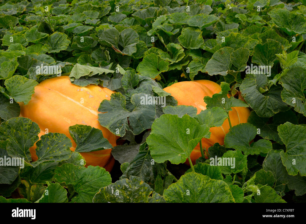 Atlantic giant pumpkins in a vegetable garden in the Fall Holland Marsh Ontairo Stock Photo