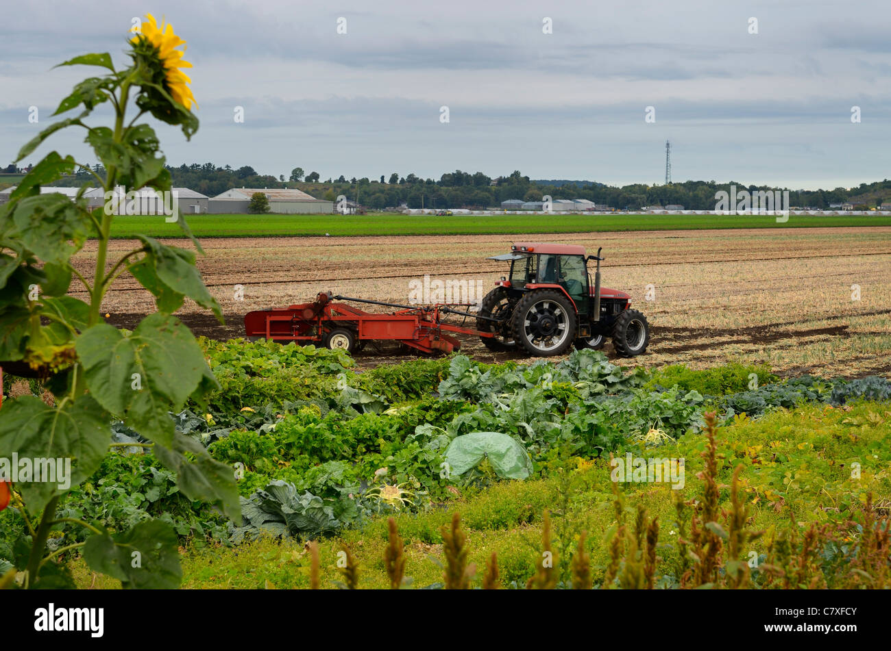 Tractor pulling harvester to pull out mature onions by a vegetable patch at a Holland Marsh farm Ontairo Stock Photo