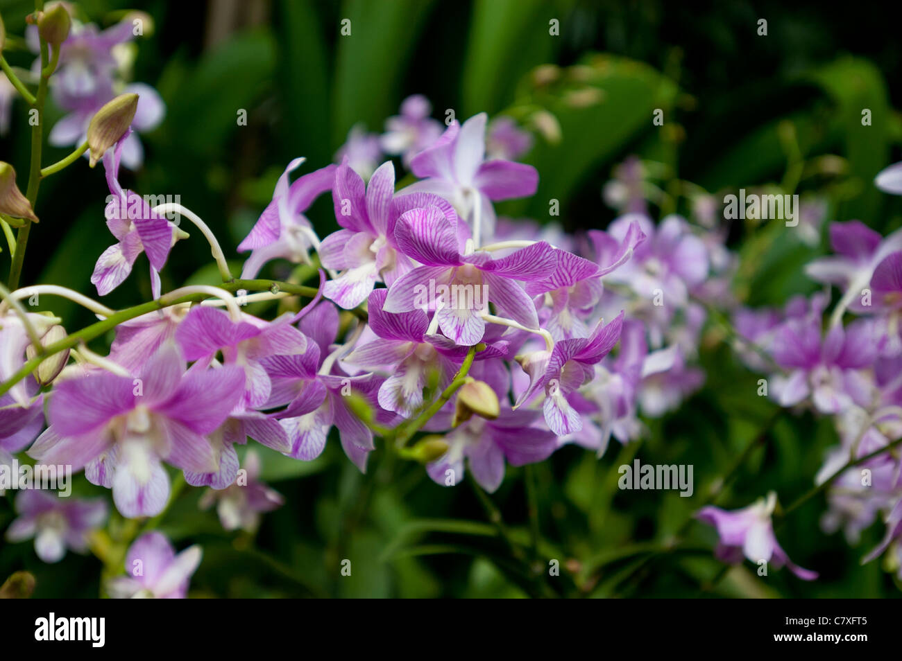 Orchid of the Cattleya family in the Singapore Orchid Gardens. Stock Photo