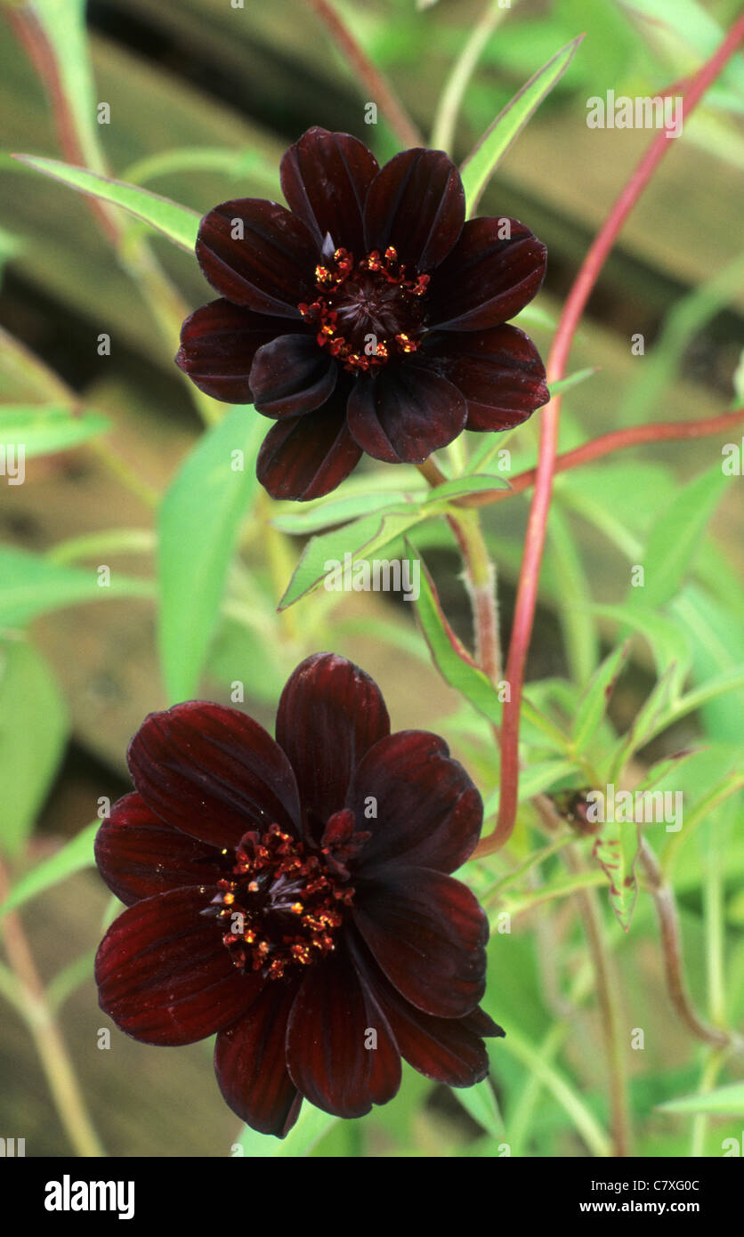Cosmos atrosanguineus 'Chocamocha' chocolate brown flower flowers