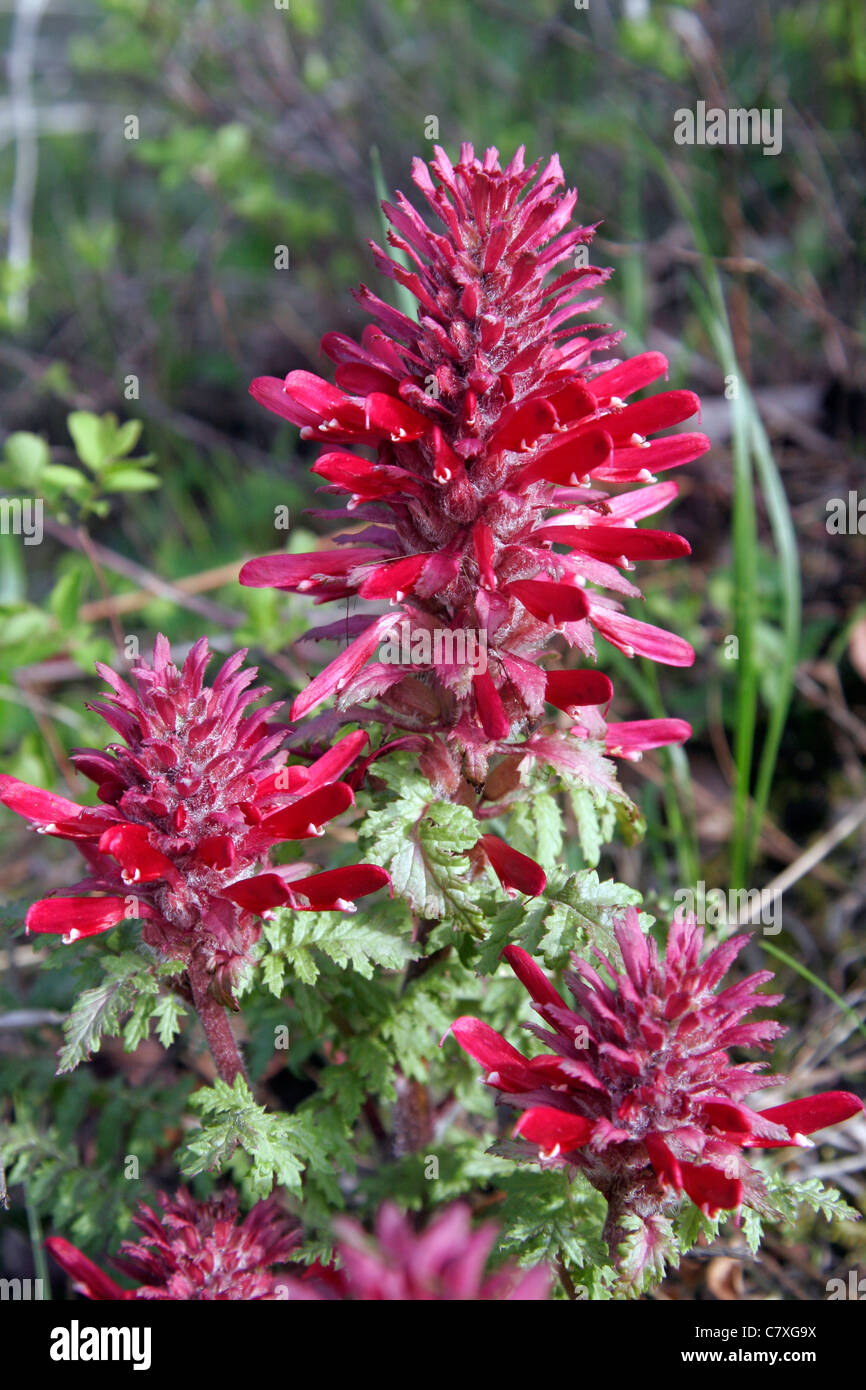 Indian Warrior (Pedicularis densiflora) plant Stock Photo