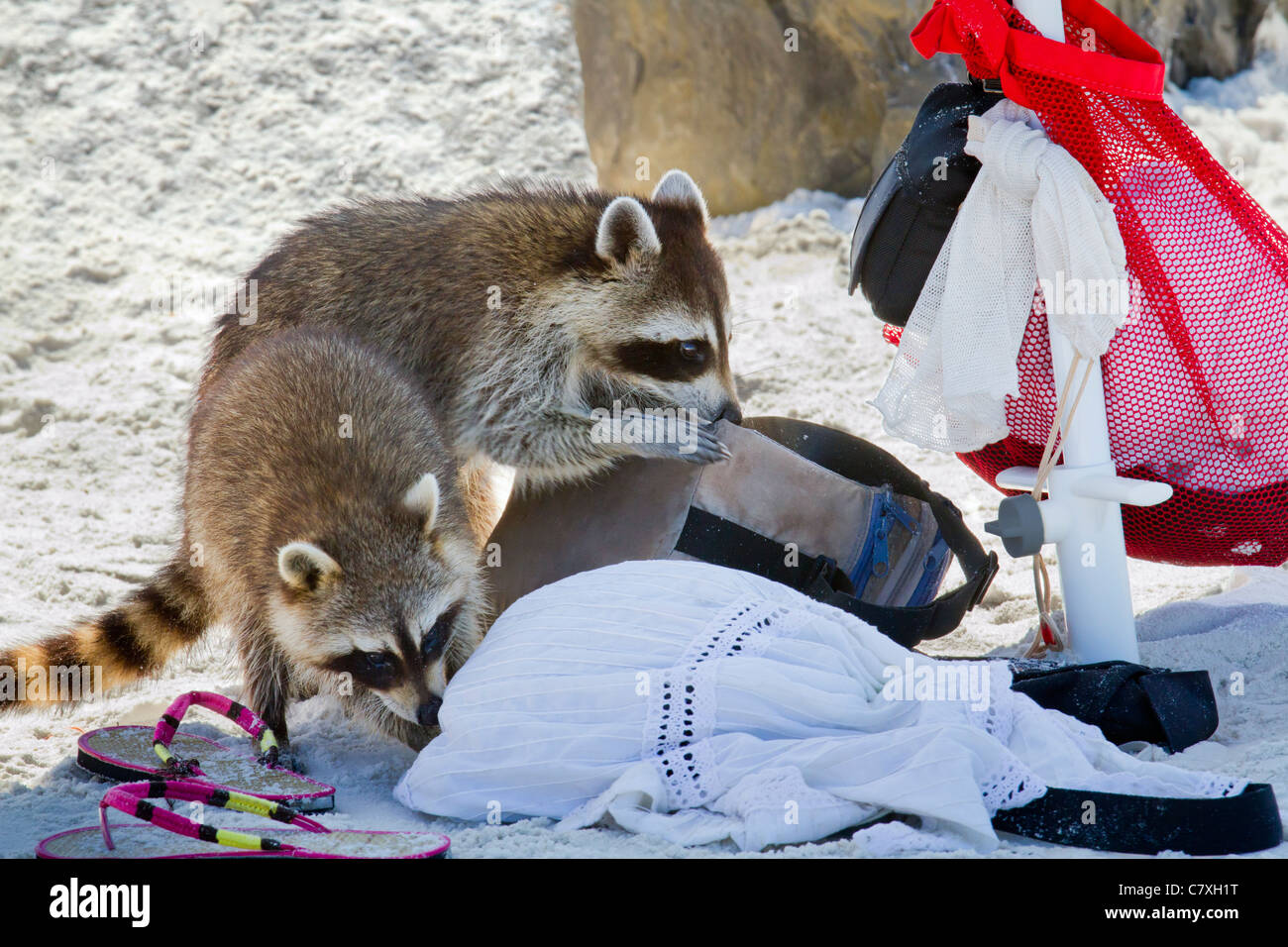 Raccoons (Procyon lotor) scavenging at a Florida beach. Stock Photo
