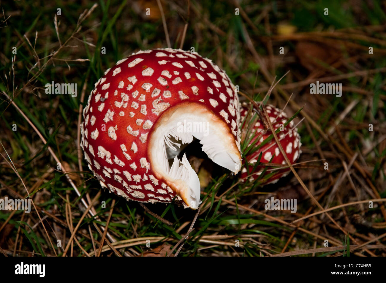 Fly Agaric mushrooms in the grass Stock Photo