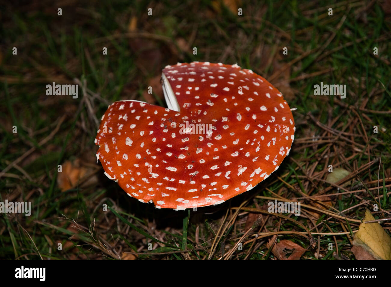 Fly Agaric mushrooms in the grass Stock Photo