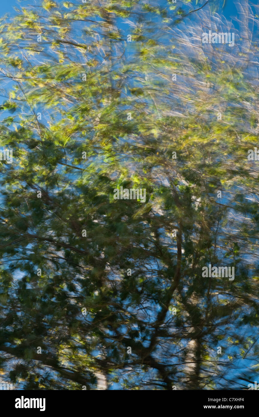 Branches and leaves blowing in the wind hires stock photography and