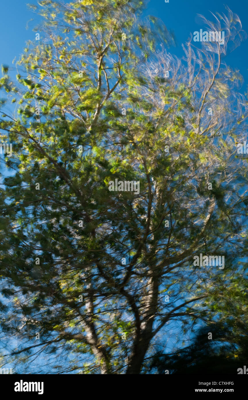 Tree Blowing In The Wind High Resolution Stock Photography and Images