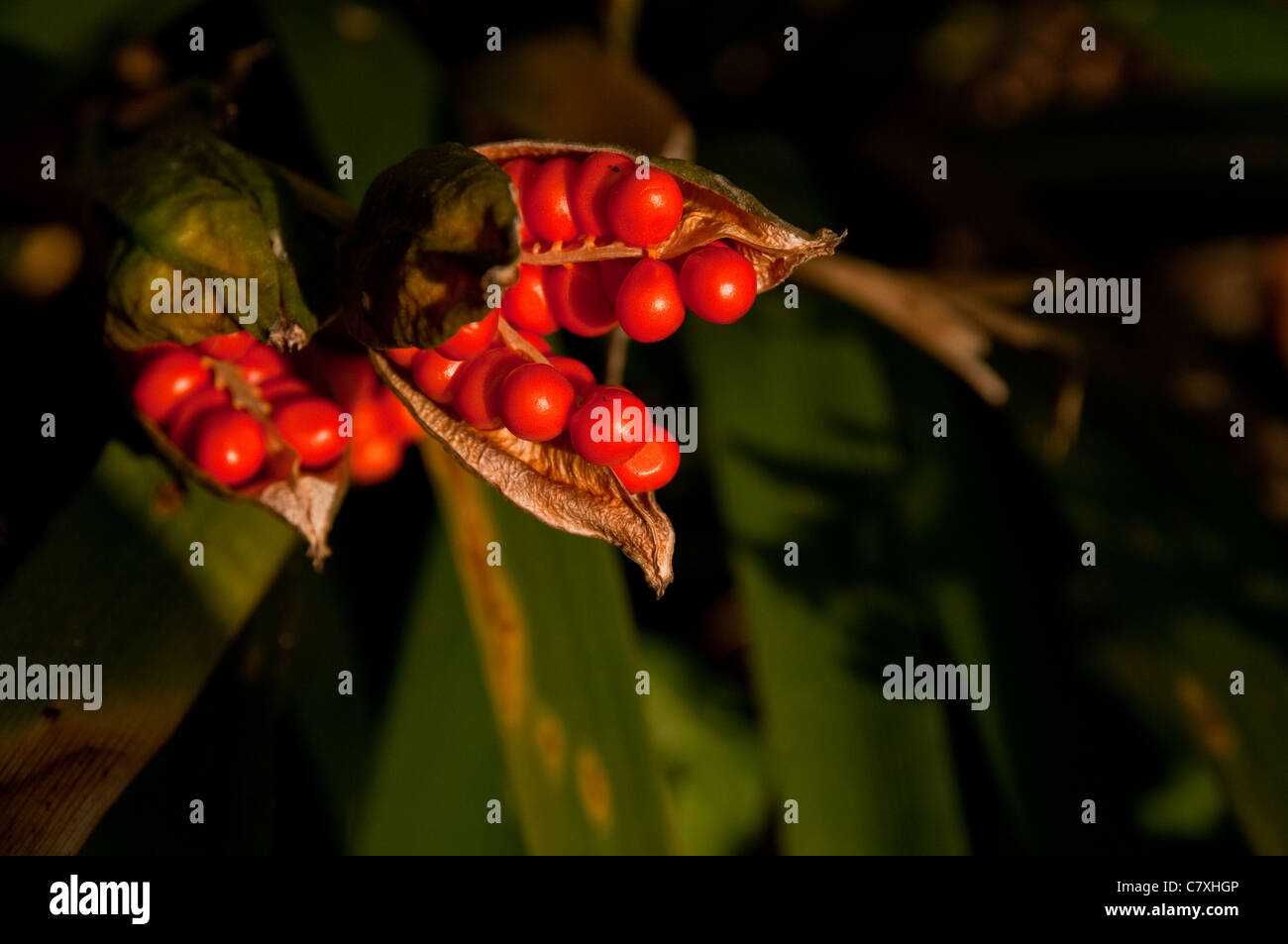 Seed pods of an Iris foetidissima Stock Photo Alamy