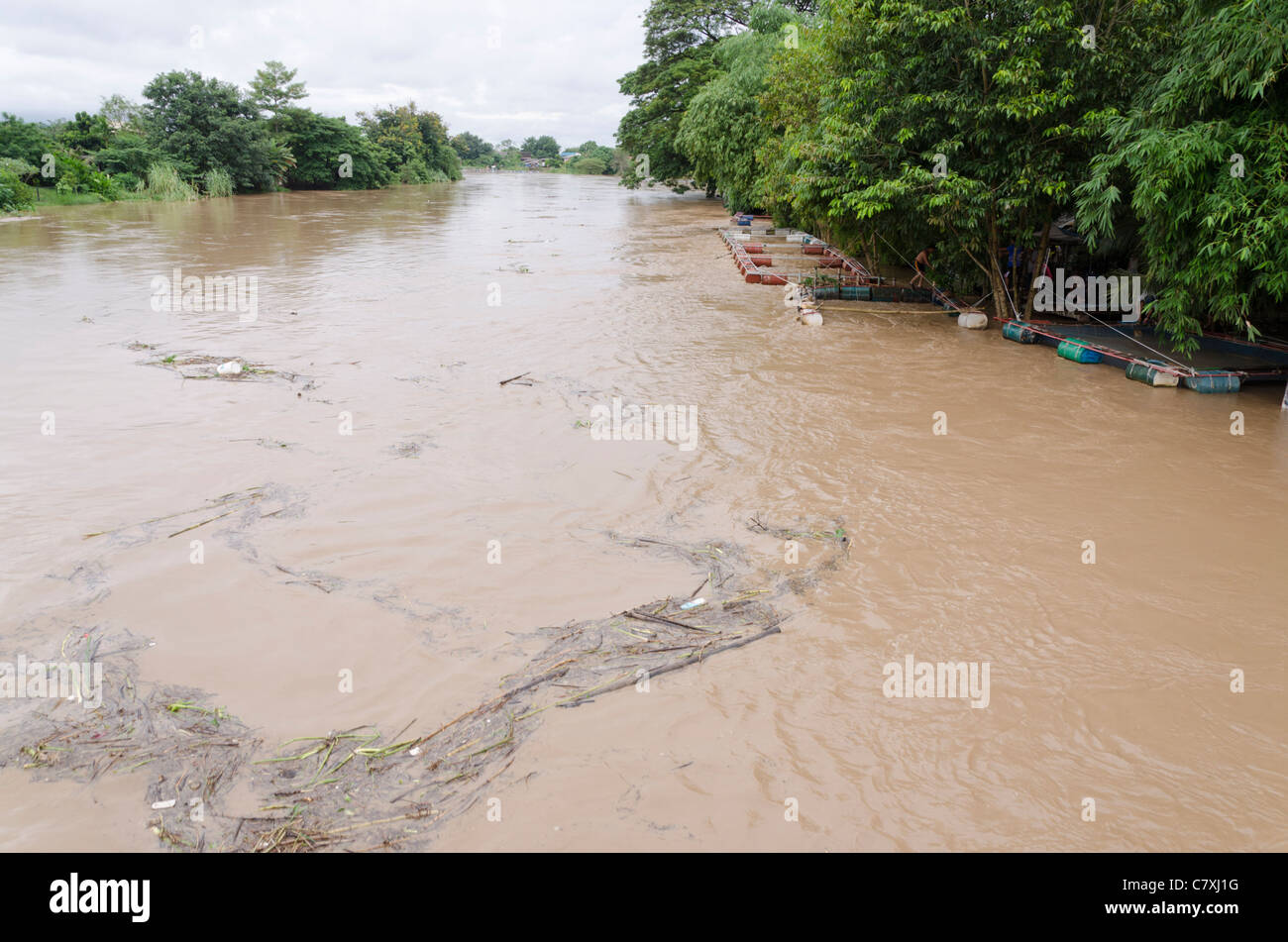 Massive amounts of debris floats down the flooded muddy Ping River past floating fishnets south of Chiang Mai Thailand Stock Photo