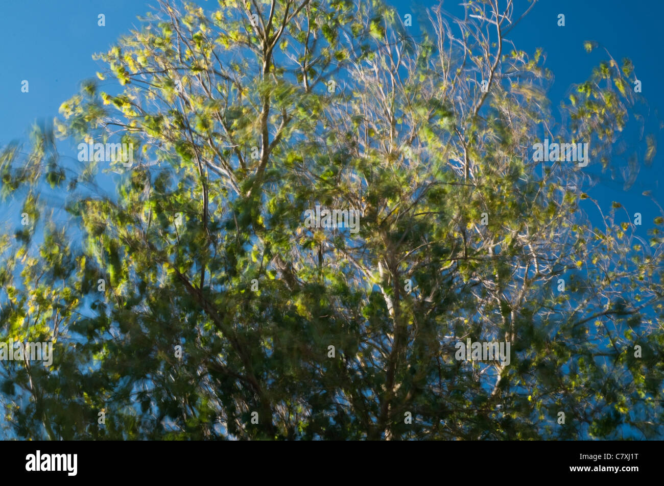Tree blowing in the wind hires stock photography and images Alamy