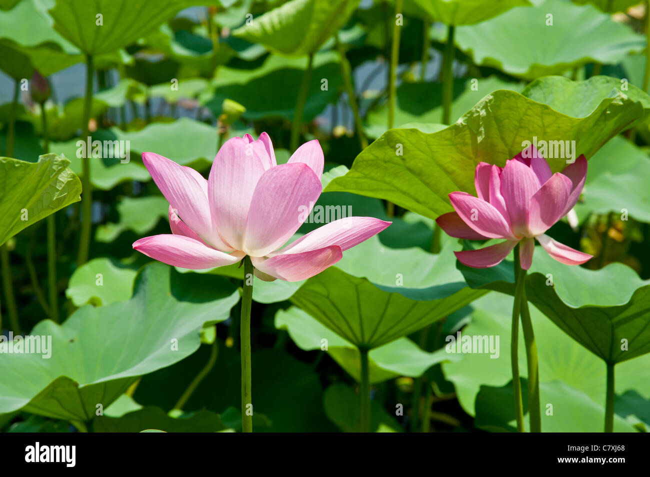 Water lily in Beijing Lotus Market Stock Photo - Alamy