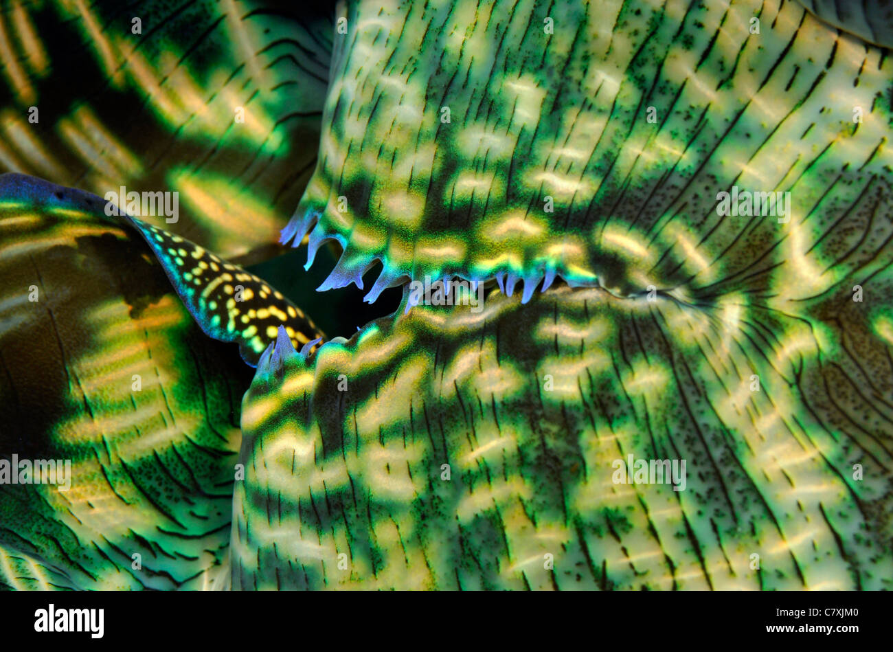 Iridescent shells hi-res stock photography and images - Alamy