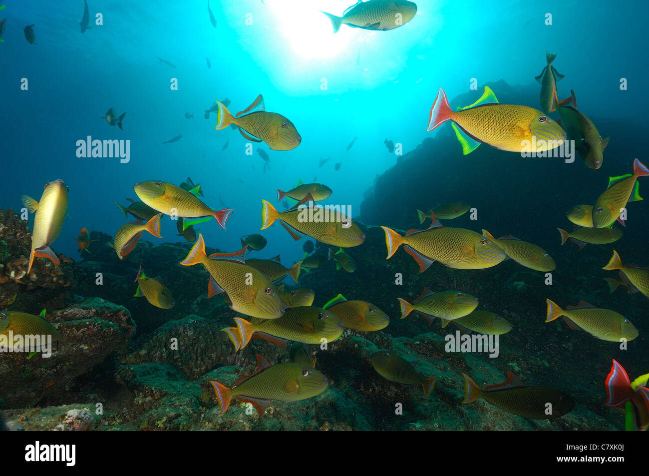red tailed triggerfish stock