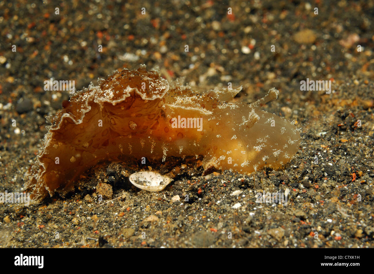 Feeding Sea Hare, Dolabella auricularia, Lembeh Strait, Sulawesi, Indonesia Stock Photo