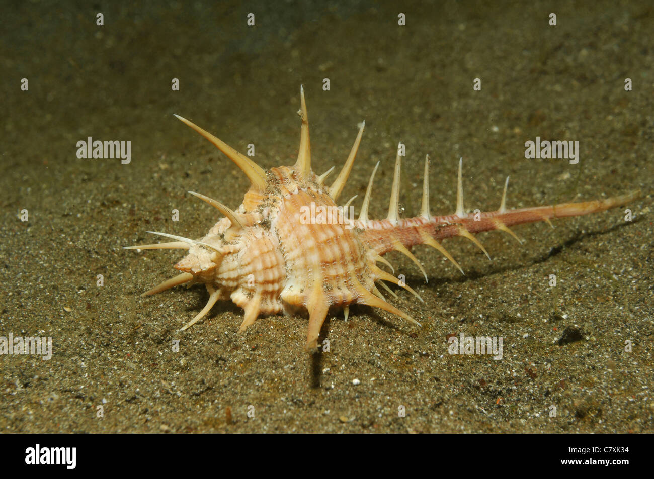 Murex Snails Hi res Stock Photography And Images Alamy