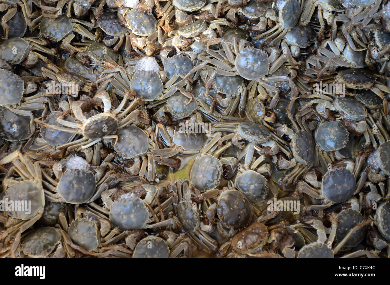 A bucket full of crabs outside a restaurant in QiBao Ancient Town Stock